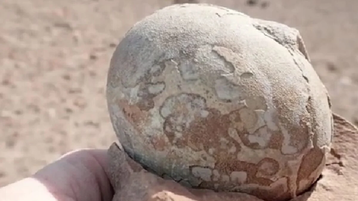 Encuentran huevos de dinosaurio de unos 150 millones de años en una playa de Portugal y varios parecen haber eclosionado