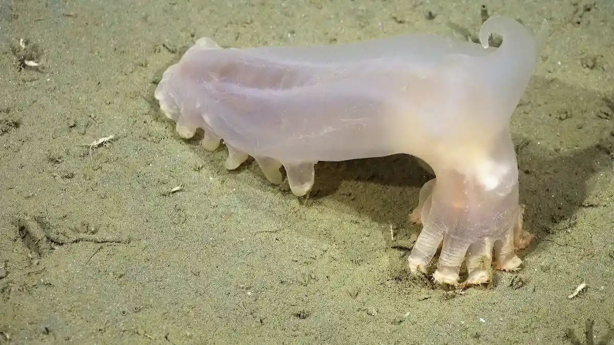 Científicos descubren 57 especies desconocidas en un cañón submarino de Argentina