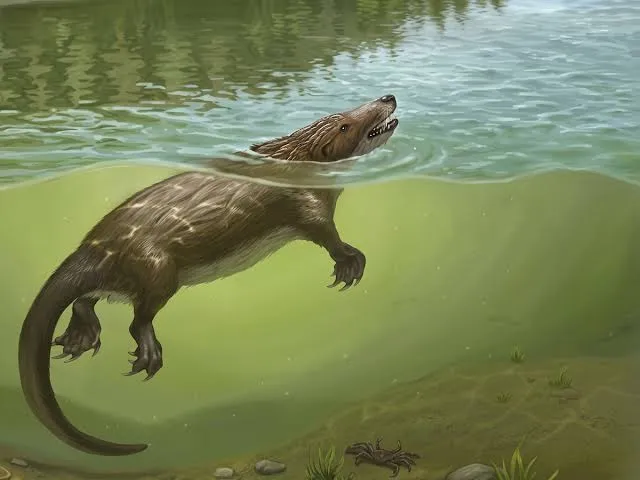 Descubren un pequeño depredador jurásico que nadaba como nutria y podría explicar el origen de una ventaja clave de los mamíferos
