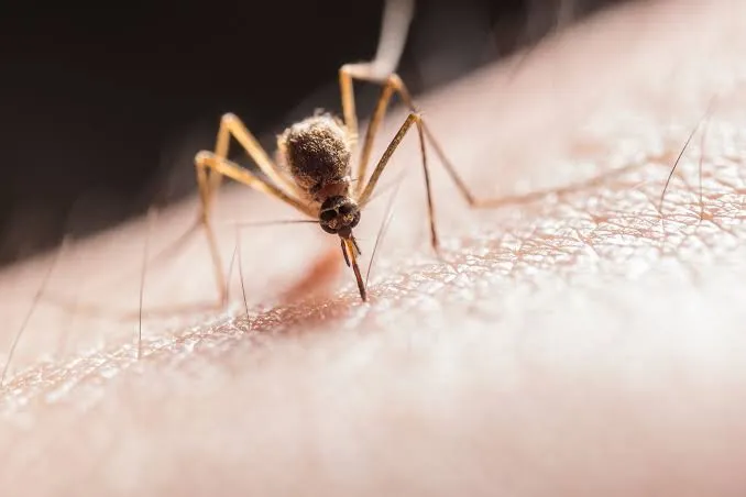 Dos habitantes de Carolina del Norte fallecieron a causa del virus del Nilo Occidental