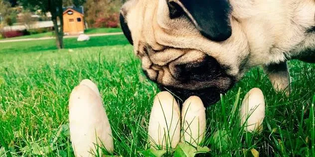 Un hongo silvestre casi mata a una perra veterinarios alertan que los síntomas pueden aparecer horas después