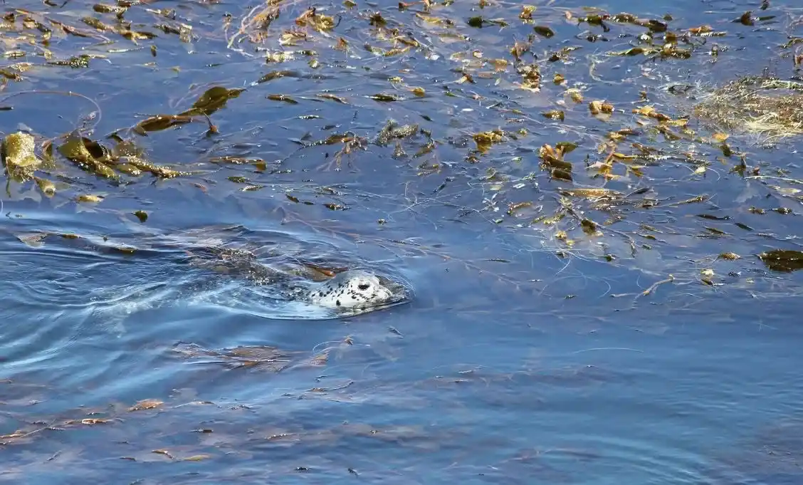 Un fenómeno de El Niño lleva serpientes marinas venenosas y tiburones ballena a las costas de California