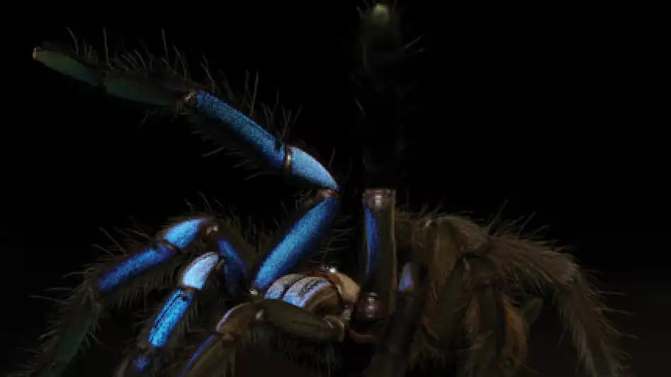 ARAÑA BRILLA 1 1