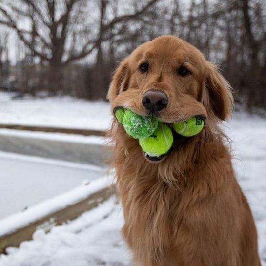 Golden-Retriever-Record-02-545x545.jpg