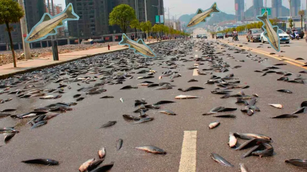 LLUVIA DE PECES