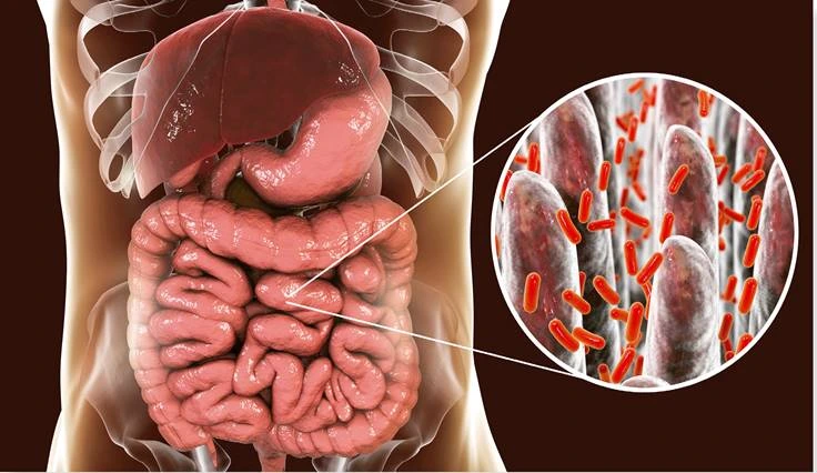 MICROBIOTICA