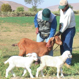 cabras